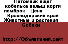 Питомник ищет кобелька вельш корги пемброк › Цена ­ 40 000 - Краснодарский край Животные и растения » Собаки   